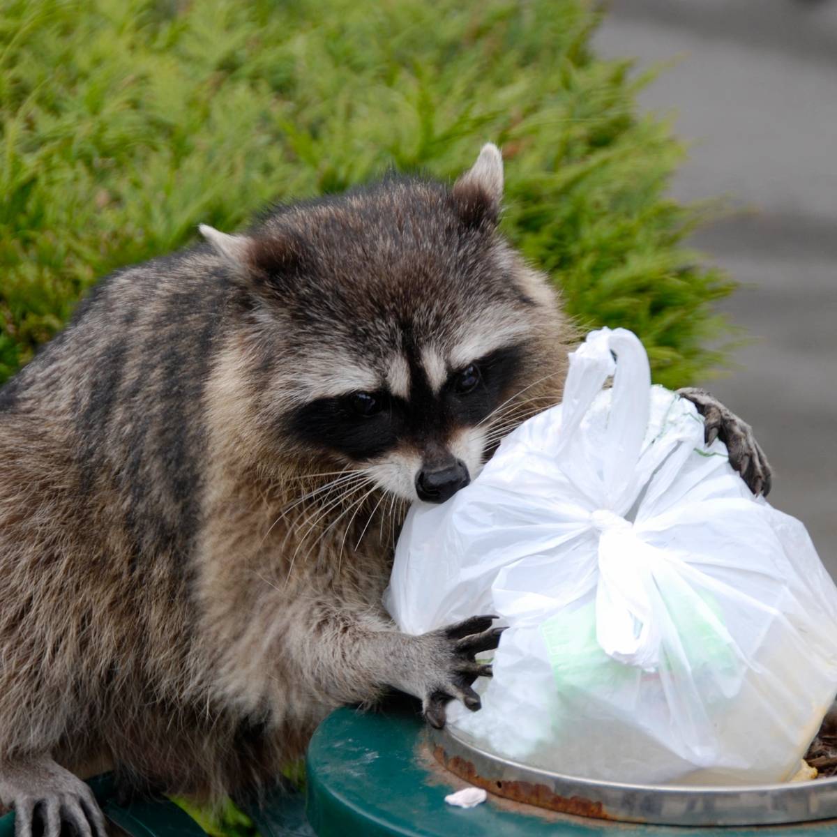 Raccoon services